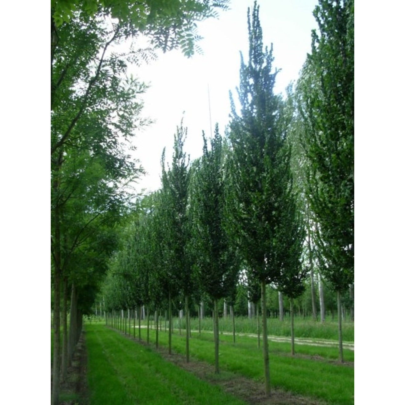 Alm – Ulmus 'Columella' - 14/16 RB